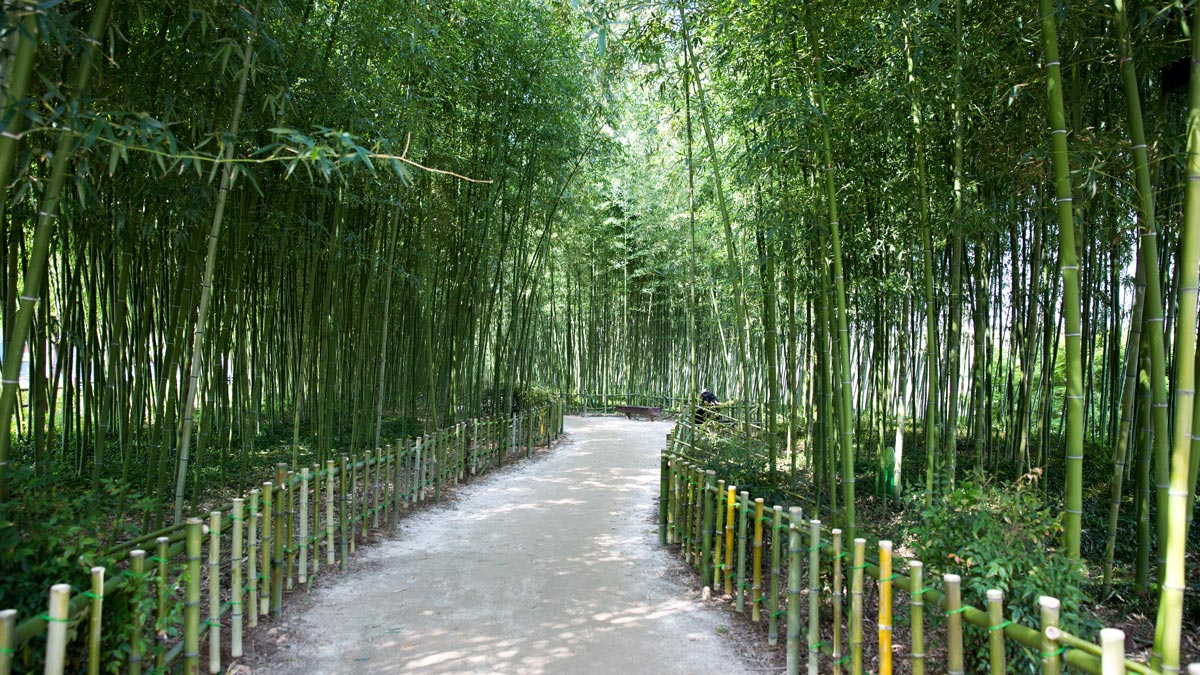 Jinju Bamboo Forest